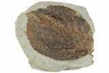 Fossil Leaf (Davidia) - Montana #190314-1